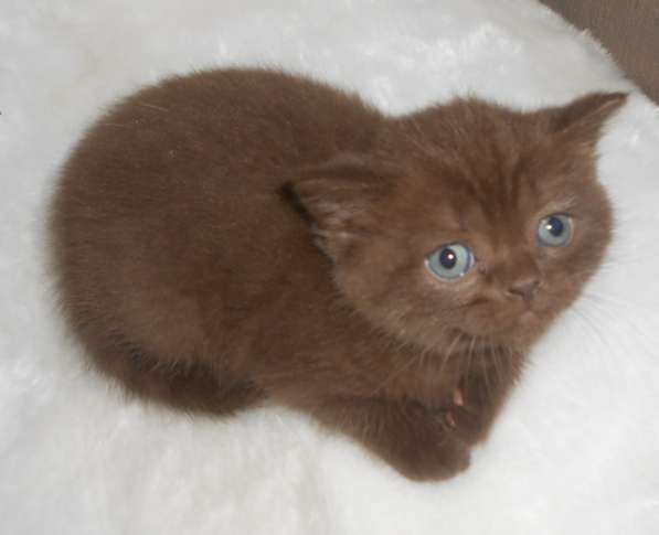 Котенок британец шоколад Бри котик коричневый в фото 3