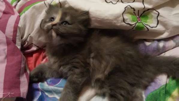 Продам пушистую красавицу с серебристым подшерстком в Санкт-Петербурге фото 7