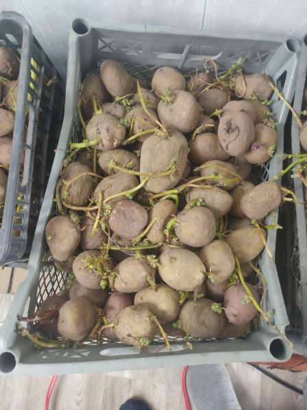 Продам семенной картофель, возможно доставка,150 рублей ведр в Анжеро-Судженске