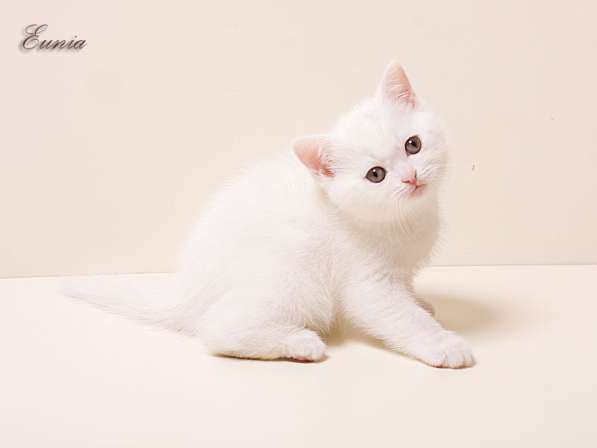 Британские белые котята