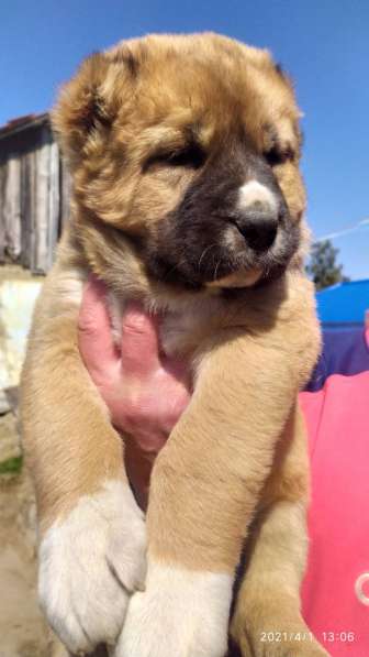 Продаются щенки алабая в фото 38