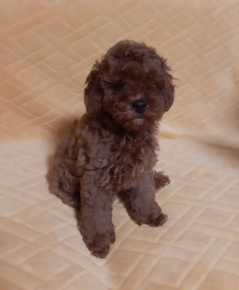 Poodle. Red brown. Girl