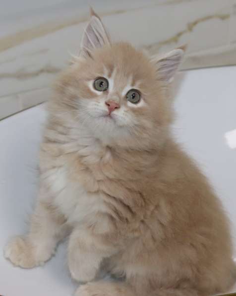 Рыжие Мейн куны в фото 21