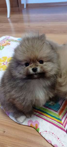 Щенки шпиц в Калининграде фото 18