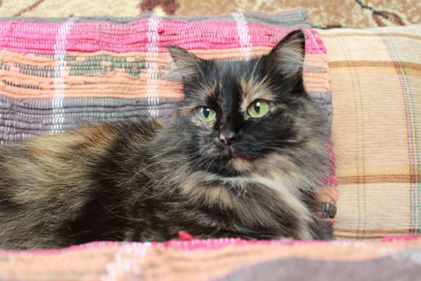 Эсми – космическая красота. Молодая кошечка в дар в Калуге фото 8