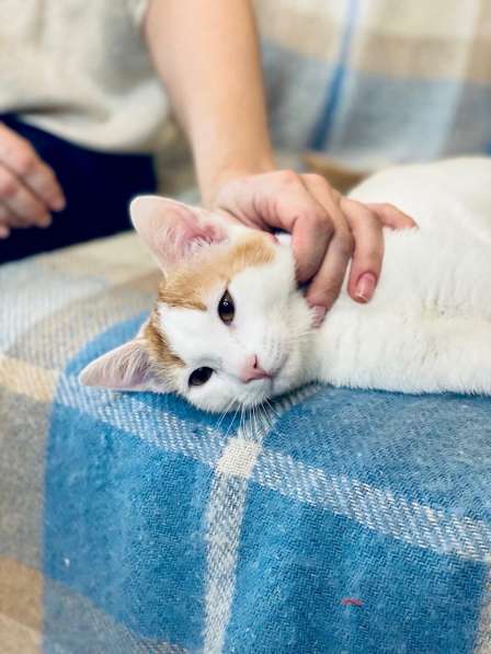 Необыкновенно яркий котенок Сникерс ищет дом в Москве фото 15