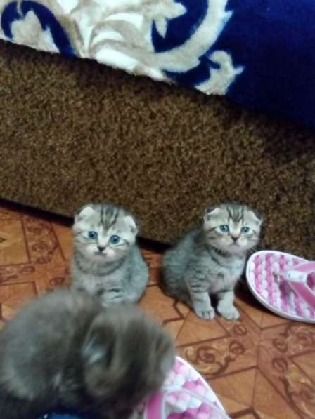 Котята скоттиш-фолды и -страйт в Саратове фото 14