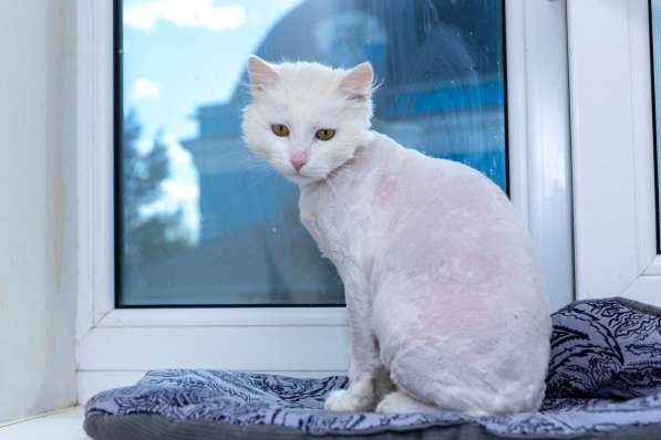 Кот в добрые руки. Пушистый Амур в Калуге фото 19