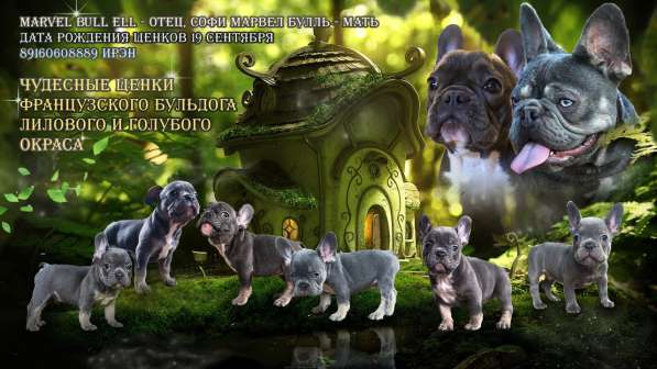 Щенки Французского бульдога (эксклюзивные окрасы) в Москве фото 10