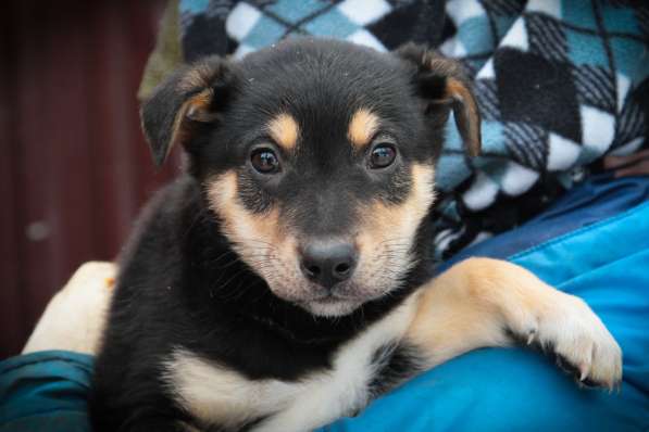 Собака в хорошие руки щенки в Санкт-Петербурге фото 4