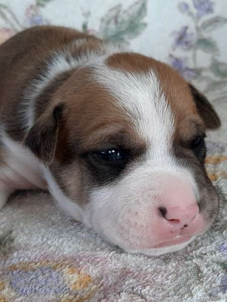 Милые мальчики и девочки Амстаффа резерв ркф в Москве фото 22