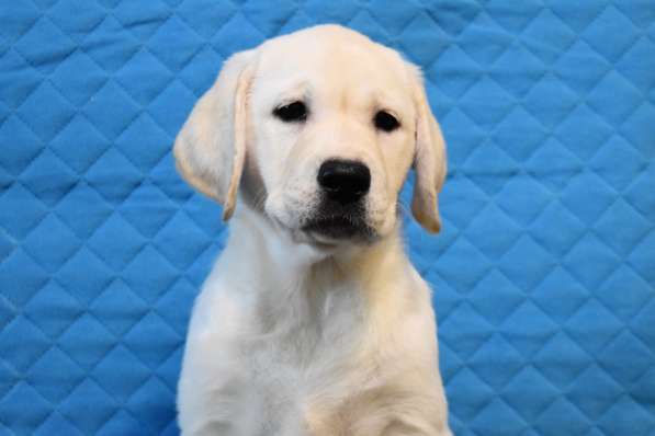 ПАТТИ ОСЕННЯЯ СКАЗКА в Москве фото 3