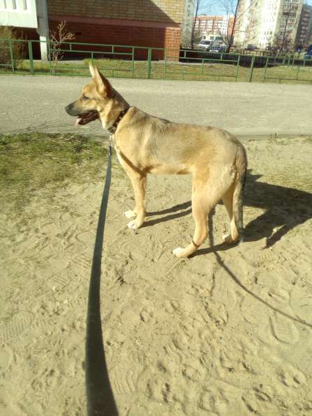 Ника, семейная собака ищет дом в Бронницах фото 5