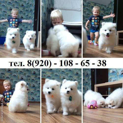 Щеночки Самоедской лайки, белоснежные ми-ми мишки