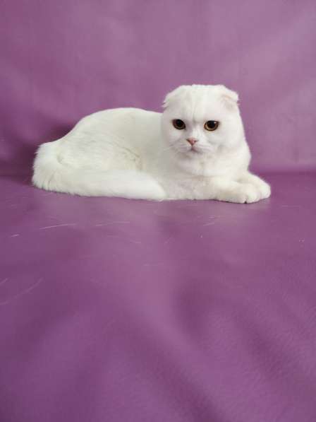 Котик Мигель от питомника в фото 3