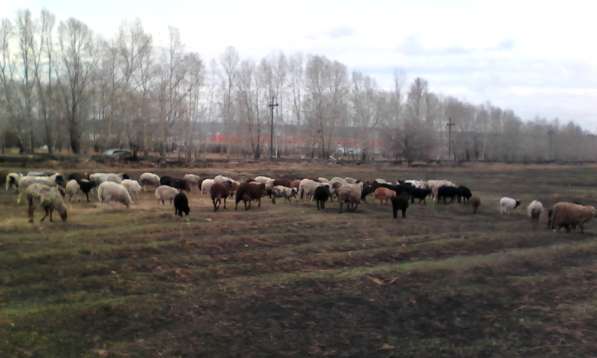 Овцы, бараны, ягнята в Красноярске