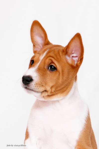 Басенджи щенки в фото 13