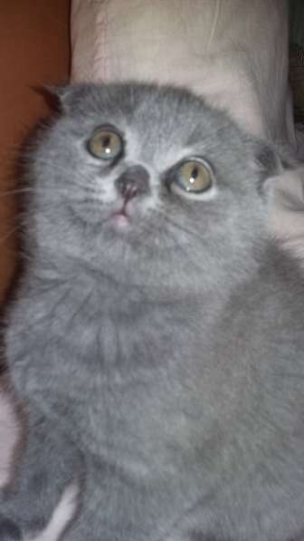 Котята бриташки вислоухий и прямоухий в Москве фото 5