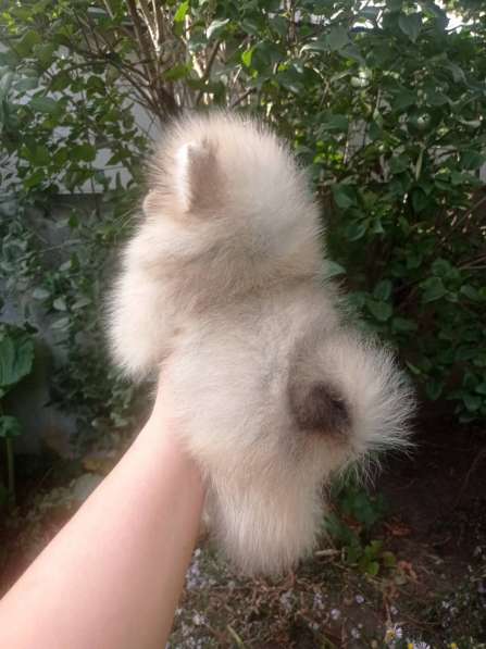 Померанский шпиц в 