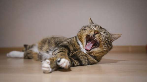 Вальяжный Боб в Москве фото 25