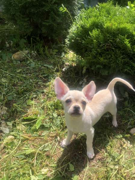Продаётся кремовый щенок чихуахуа Бонифаций в Москве фото 3
