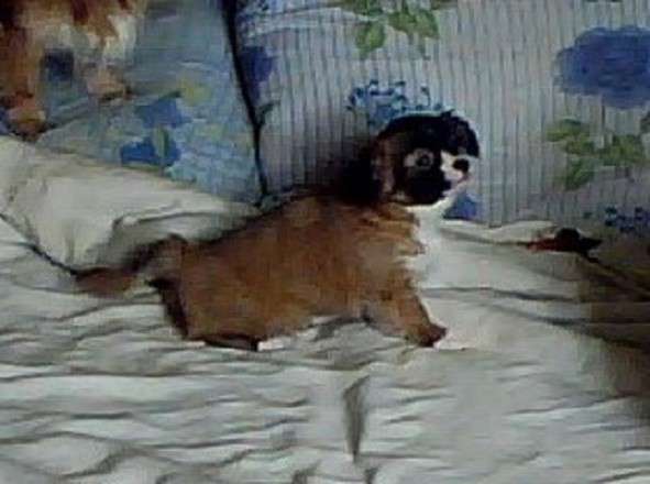 Продам щенка в фото 7