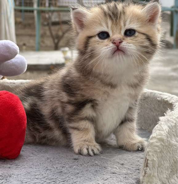 Продаётся котёнок британец! в фото 24