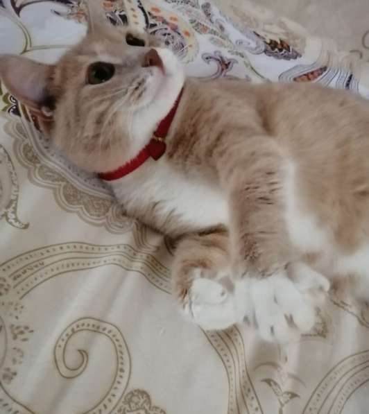 Плюшевый котик Морис в поисках своей семьи в Москве фото 9
