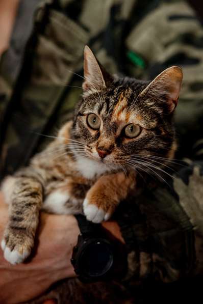 Ищем любящую семью для кошки Маси в Москве фото 6