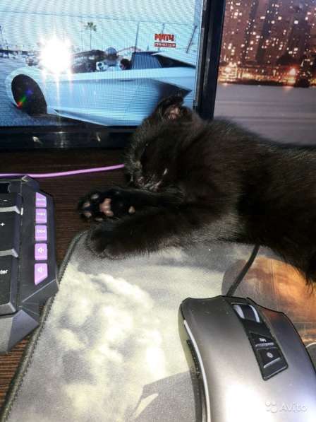 Проданы в Краснодаре фото 6