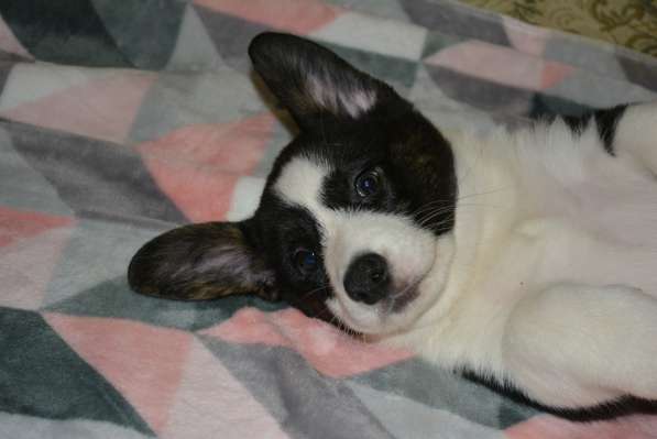 Щенок вельш корги кардигана мальчик в Москве фото 15