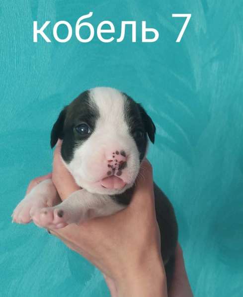 Щенки в Москве фото 11