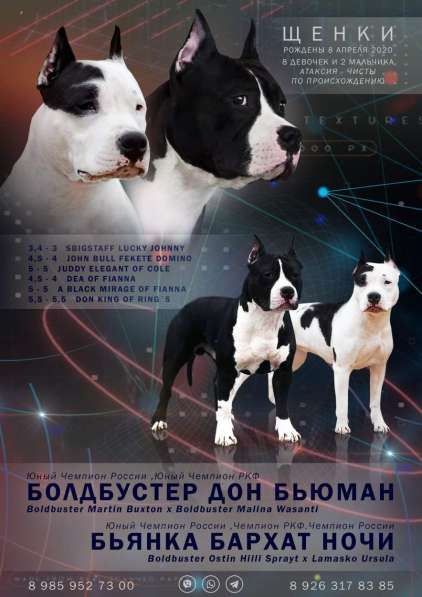 Роскошные черно-белые девочки Амстаффа резерв в Москве