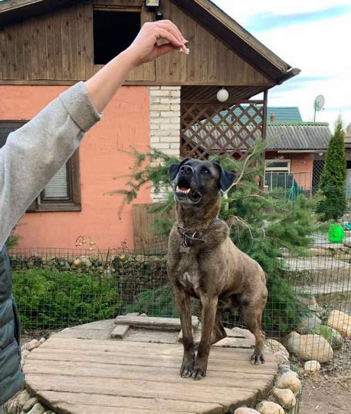 Умнейший пес, метис Боксера в Санкт-Петербурге фото 10