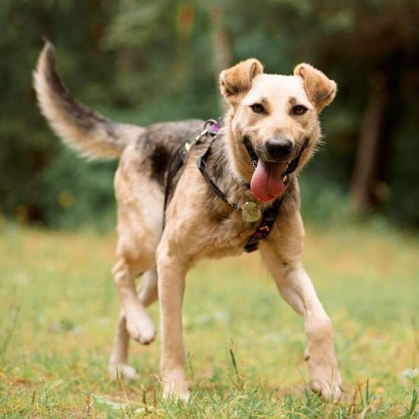 Чудесная собака Мира в добрые руки в Москве фото 28