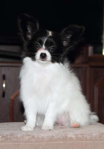 Продается щенок папийона в Краснотурьинске фото 24