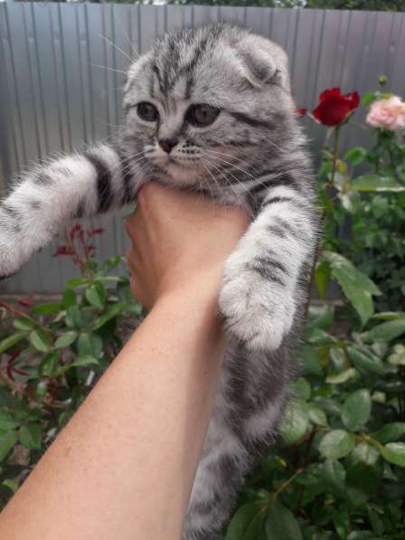 Мраморные котята в фото 22