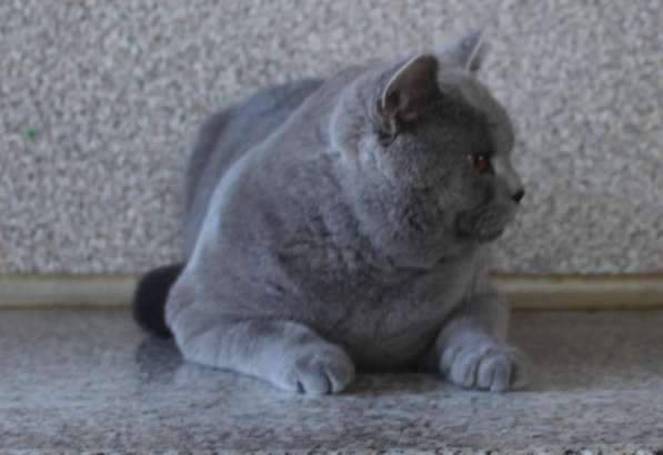 Британский мальчик в фото 4