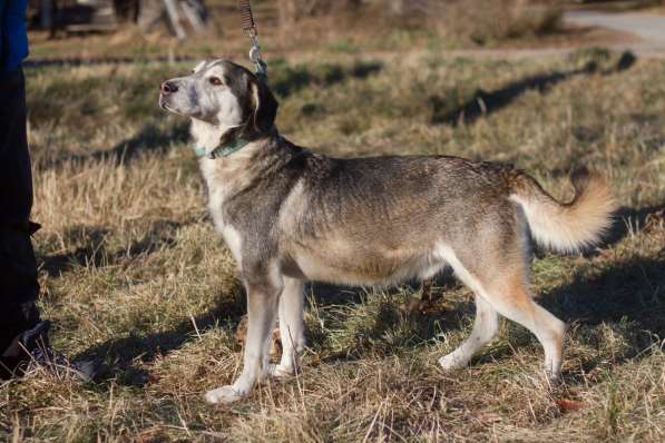 Собаке очень нужен дом в Нижнем Новгороде фото 7