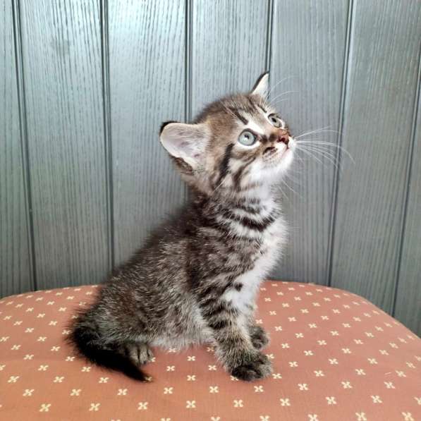 Кошачий ангел котенок Дилли в добрые руки в Москве фото 8