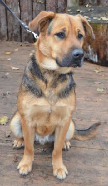 Отдам даром Жизнерадостный Каспер ищет дом