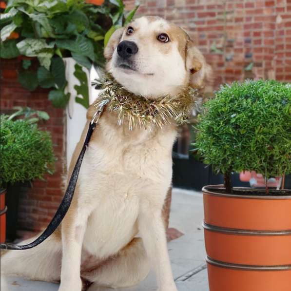 Редкая умница-собака в Санкт-Петербурге фото 4