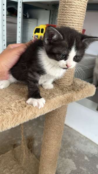 Котенок девочка