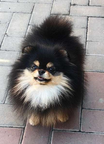 Pomeranski Mini Shpic Pomeranian Spitz Померанские Мини шпиц в фото 75