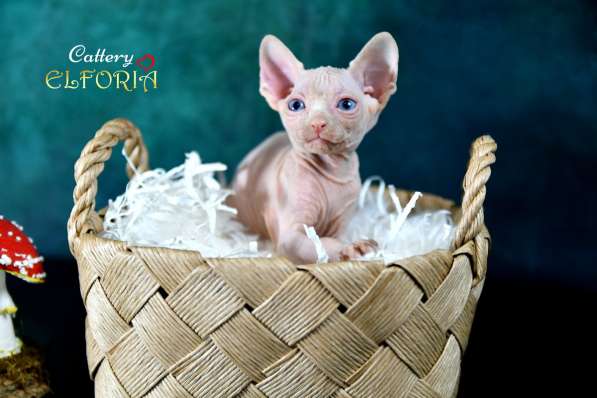 Котята Sphynx, Elf, DWELF в фото 12