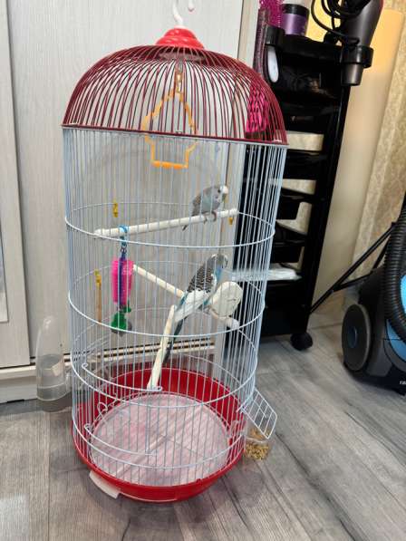 Волнистый попугай с клеткой в Хабаровске фото 5