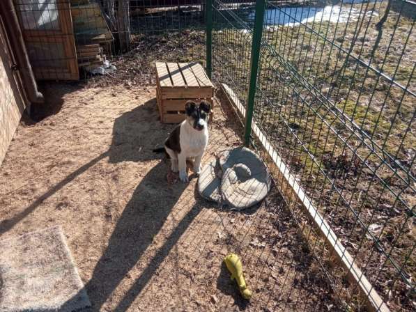 Маленькие хорошенькие хвостики в Санкт-Петербурге фото 3