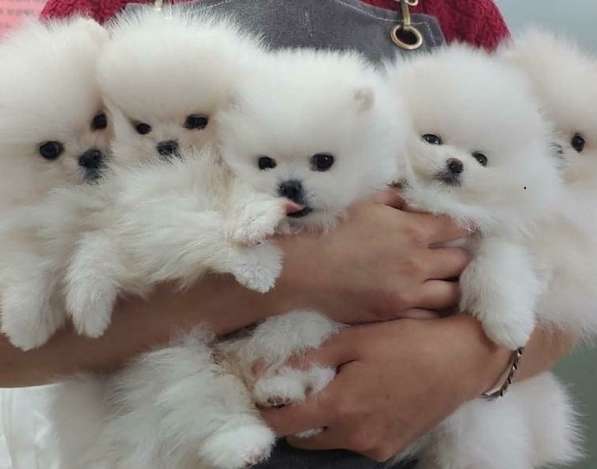 Pomeranski Mini Shpic Pomeranian Spitz Померанские Мини шпиц в фото 94