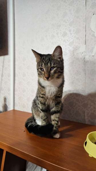 Особенная кошечка Пуся ищет дом в Москве фото 4