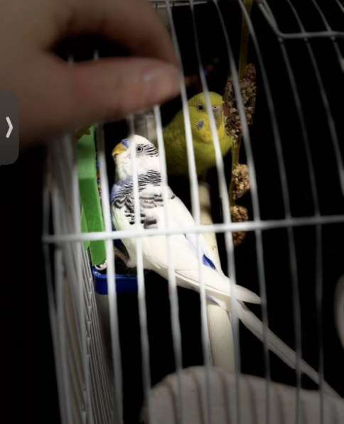 Попугаи в Ростове-на-Дону фото 4